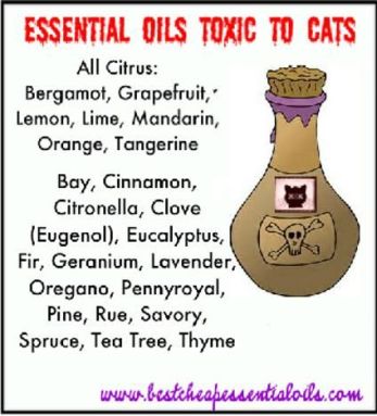 Essential Oils And Cats Fat Tabby And Friends Premium Pet Sitting Companion Animal Reiki